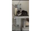 Adopt Mikasa a Gray, Blue or Silver Tabby Tabby / Mixed (short coat) cat in