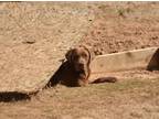 Adopt Chewy a Brown/Chocolate Labrador Retriever / Mixed dog in Odenville