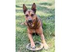 Adopt Tora a Brown/Chocolate - with Black Sheppit / Mixed dog in Chula Vista