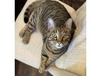 Adopt Jag a Brown Tabby American Shorthair / Mixed (short coat) cat in Cheyenne