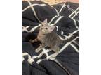 Adopt Boba a Gray, Blue or Silver Tabby Tabby / Mixed (short coat) cat in