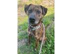 Adopt MIRACLE a Brown/Chocolate Plott Hound / Mixed Breed (Medium) / Mixed