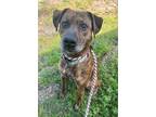 Adopt MIRACLE a Brindle Mixed Breed (Large) / Mixed dog in Aiken, SC (41097836)