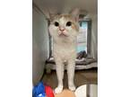 Adopt Bartholomew a White Domestic Shorthair / Domestic Shorthair / Mixed cat in