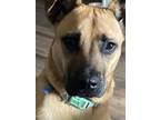 Adopt Kai a Black - with Tan, Yellow or Fawn Black Mouth Cur / Mixed dog in