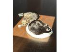 Adopt INTI&BIUKI a Black (Mostly) Domestic Shorthair / Mixed (short coat) cat in