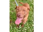 Adopt Gretel a Tan/Yellow/Fawn Mountain Cur / Mixed dog in Bartlesville