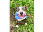 Adopt Phoebe a Black American Pit Bull Terrier / Mixed Breed (Medium) / Mixed