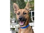 Adopt Lorenzo *VIP* a Tan/Yellow/Fawn Shepherd (Unknown Type) / Mixed dog in