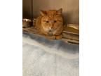 Adopt gordon a Domestic Shorthair / Mixed (short coat) cat in Angola