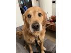 Adopt Shoushou a Tan/Yellow/Fawn Golden Retriever / Mixed dog in Elmhurst