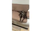 Adopt Luna a Brown/Chocolate - with Black American Staffordshire Terrier /