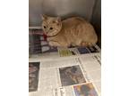 Adopt Dune a Domestic Shorthair / Mixed (short coat) cat in Angola