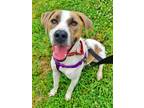 Adopt Bibby a Treeing Walker Coonhound / Mixed dog in Fort mill, SC (41316468)