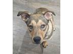Adopt Butch a Brown/Chocolate - with Black German Shepherd Dog / Mixed dog in