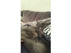 Adopt Stormy a Gray or Blue Domestic Mediumhair / Mixed (medium coat) cat in