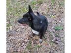 Adopt Pico a Black - with White Australian Cattle Dog / Dachshund / Mixed dog in