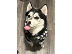 Adopt Macintosh a Black - with White Husky / Mixed dog in Dallas, TX (41326969)