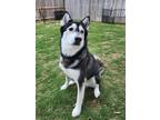Adopt Lilly a Black - with White Husky / Mixed dog in San Antonio, TX (41326968)