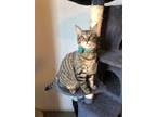 Adopt Riddler a Brown Tabby Tabby (short coat) cat in Stockton, CA (41326961)