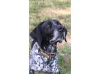 Adopt Clark a Black - with White German Shorthaired Pointer / Mixed dog in