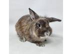 Adopt Duracell a Red Lionhead / Mixed (short coat) rabbit in Largo