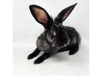 Adopt Sauron a Black American / Mixed rabbit in Largo, FL (41163756)