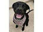 Adopt Roxie - IN FOSTER a Black Mixed Breed (Small) / Mixed Breed (Medium) /