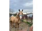 Adopt Missy Elliot a Cremello Quarterhorse / Quarterhorse / Mixed horse in