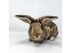 Adopt Rosehip a Chocolate American / Mixed rabbit in Largo, FL (41163752)