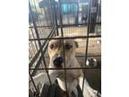 Adopt Erol a Tan/Yellow/Fawn American Pit Bull Terrier / Mixed dog in Baton