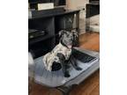 Adopt Margate a Black Labrador Retriever / German Shepherd Dog / Mixed dog in