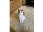 Adopt Marley a Orange or Red (Mostly) Domestic Shorthair / Mixed (medium coat)