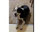 Adopt Hank a Black - with White Great Pyrenees / American Pit Bull Terrier /