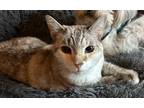 Adopt Chloe a Tan or Fawn Tabby Tabby / Mixed (short coat) cat in Jupiter