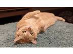 Adopt Lily a Orange or Red Tabby Tabby / Mixed (short coat) cat in Covina
