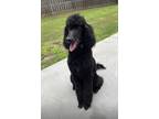 Adopt Winston a Black Poodle (Standard) / Mixed dog in Fairburn, GA (41326903)