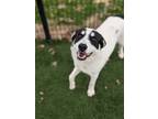Adopt Badger a White Border Collie / Mixed dog in Cumming, GA (41194482)