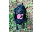 Adopt Jupiter a Black Labrador Retriever / Mixed Breed (Medium) / Mixed (short