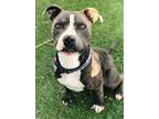 Adopt Ozzy a Gray/Blue/Silver/Salt & Pepper American Pit Bull Terrier / Mixed