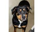 Adopt 42829 - Balenci a Rottweiler / Husky / Mixed dog in Ellicott City
