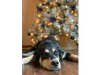Adopt Bailey a Black - with Tan, Yellow or Fawn Husky / Bernese Mountain Dog /
