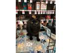 Adopt Snuffy a All Black Domestic Shorthair (short coat) cat in Stockton