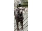 Adopt Sydney a Brown/Chocolate Labrador Retriever / Mixed dog in Bay Head