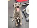 Adopt Moose 41237 a Great Dane / German Shepherd Dog / Mixed dog in Pocatello