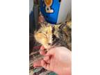 Adopt Sage a Tortoiseshell Calico / Mixed (medium coat) cat in St Johns