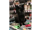 Adopt Oliver a All Black Domestic Shorthair (short coat) cat in Stockton