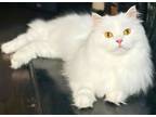 Adopt BONO a White Persian / Mixed (long coat) cat in Powder Springs