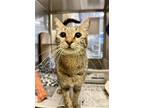 Adopt Arianwen a Brown Tabby Oriental / Mixed (short coat) cat in Herndon