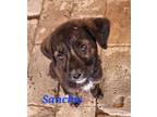 Adopt Sanchis a Brindle - with White Mixed Breed (Medium) / Mixed dog in